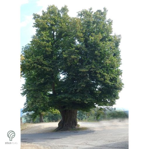Nagylevelű hárs díszkertben