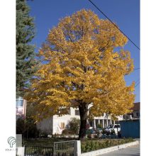 Nagylevelű hárs díszkertben