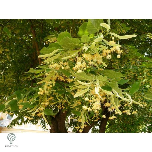 Nagylevelű hárs díszkertben