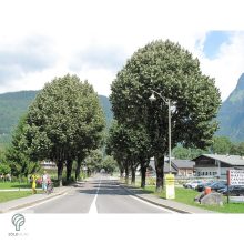 Nagylevelű hárs díszkertben