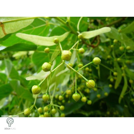 Nagylevelű hárs díszkertben