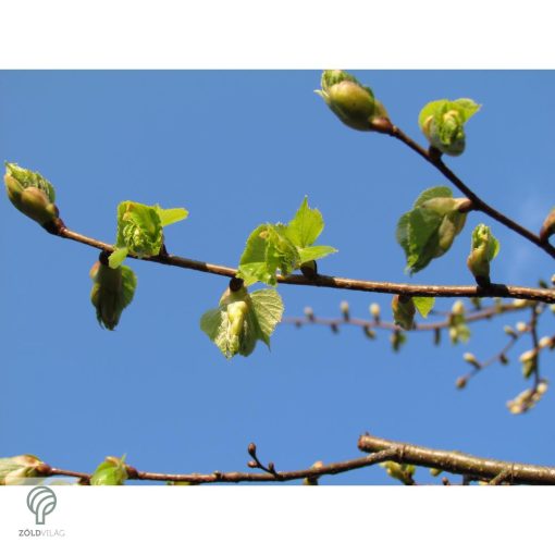 Nagylevelű hárs díszkertben