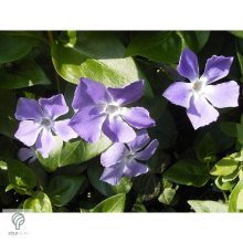 Nagy télizöld meténg virágzás