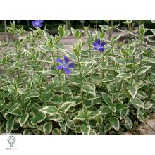 Tarkalevelű nagy télizöld meténg habitus