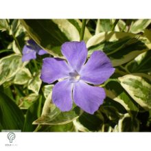 Tarkalevelű nagy télizöld meténg habitus