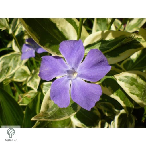 Tarkalevelű nagy télizöld meténg habitus