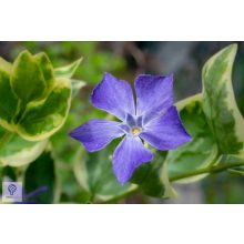 Tarkalevelű nagy télizöld meténg habitus