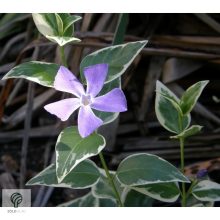 Tarkalevelű nagy télizöld meténg habitus