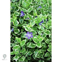 Tarkalevelű nagy télizöld meténg habitus