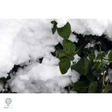 Nagy télizöld meténg virágzás