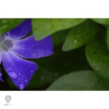 Nagy télizöld meténg virágzás