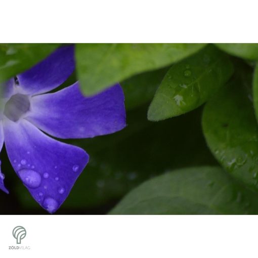 Nagy télizöld meténg virágzás