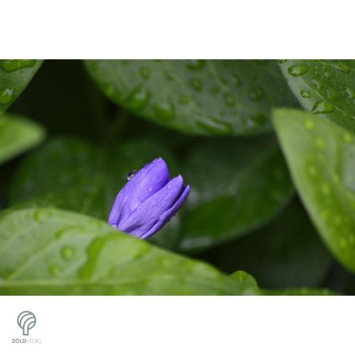 Nagy télizöld meténg virágzás