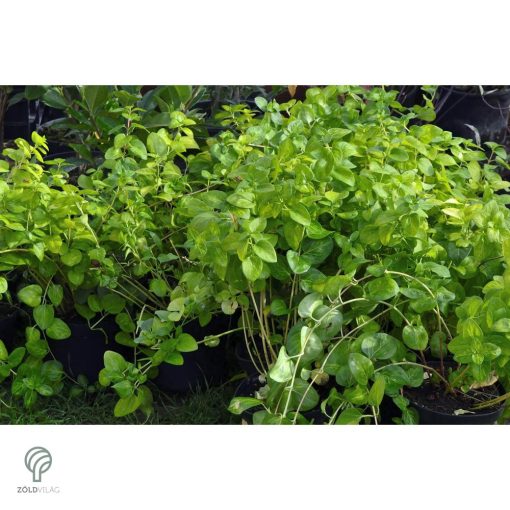 Nagy télizöld meténg virágzás