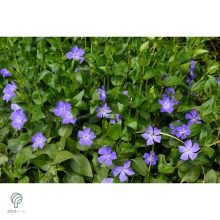 Nagy télizöld meténg virágzás