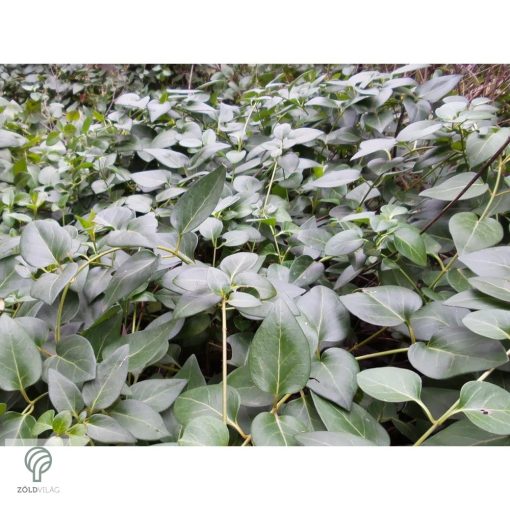 Nagy télizöld meténg virágzás