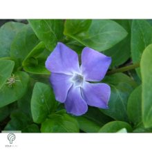 Nagy télizöld meténg virágzás