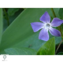 Nagy télizöld meténg virágzás