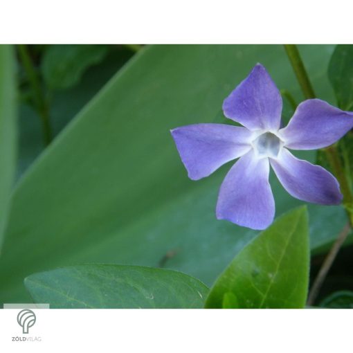 Nagy télizöld meténg virágzás