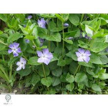 Nagy télizöld meténg virágzás