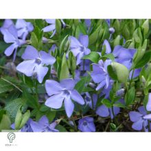 Kis télizöld meténg virágzásban