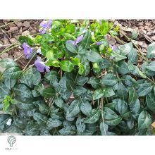 Kis télizöld meténg virágzásban