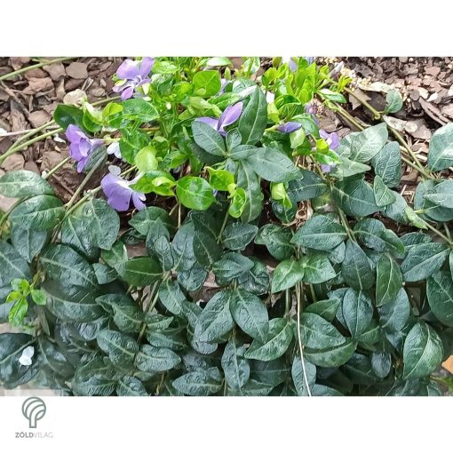 Kis télizöld meténg virágzásban