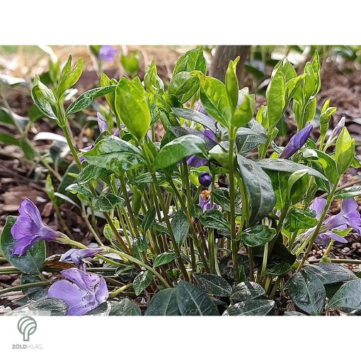 Kis télizöld meténg virágzásban