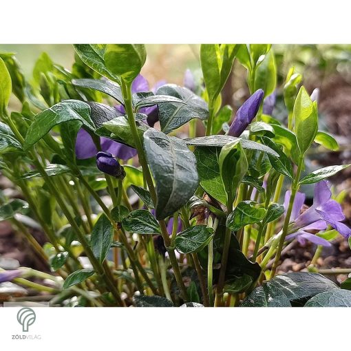 Kis télizöld meténg virágzásban