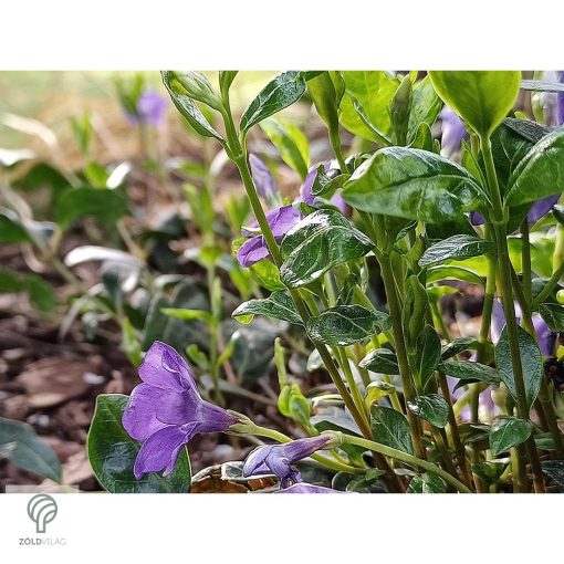 Kis télizöld meténg virágzásban