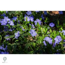 Kis télizöld meténg virágzásban