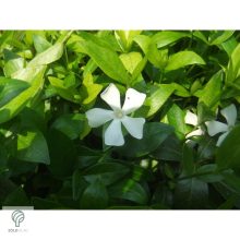 Kis télizöld meténg virágzásban