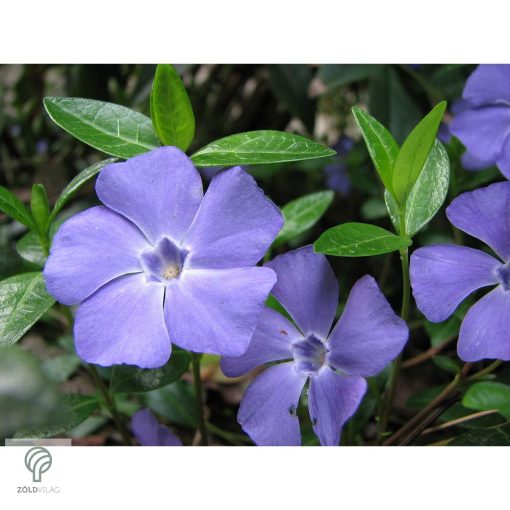 Kis télizöld meténg virágzásban