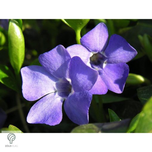 Kis télizöld meténg virágzásban