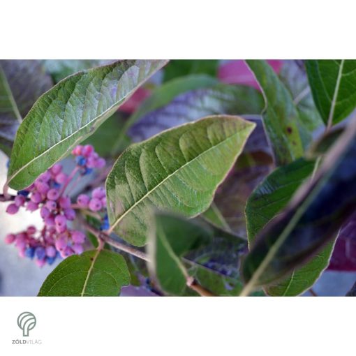 Pink Beauty bangita őszi levél- és termésdísz