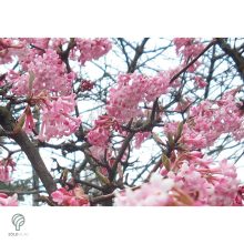 Kikeleti bangita virágzás