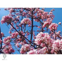 Kikeleti bangita virágzás