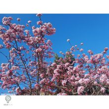 Kikeleti bangita virágzás