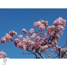 Kikeleti bangita virágzás