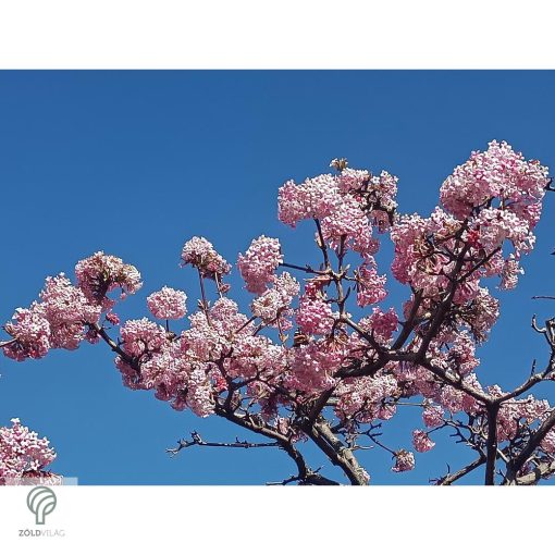 Kikeleti bangita virágzás