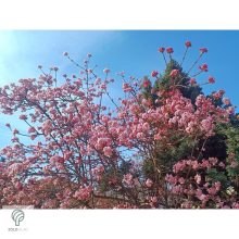 Kikeleti bangita virágzás