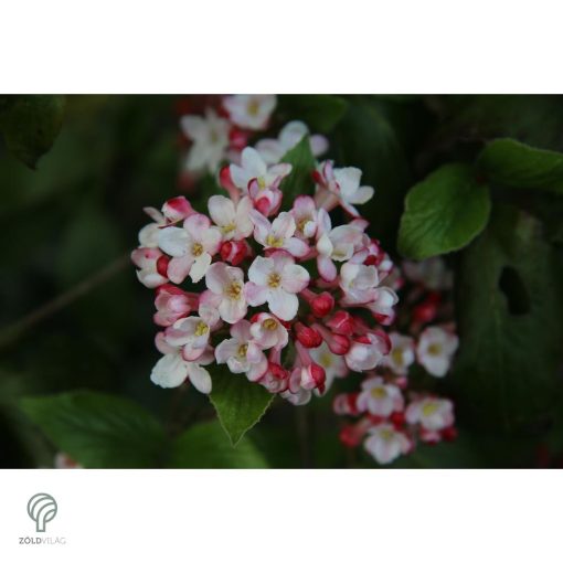 Kikeleti bangita virágzás