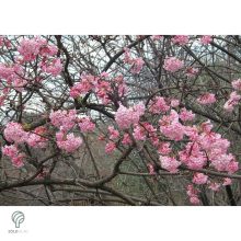 Kikeleti bangita virágzás