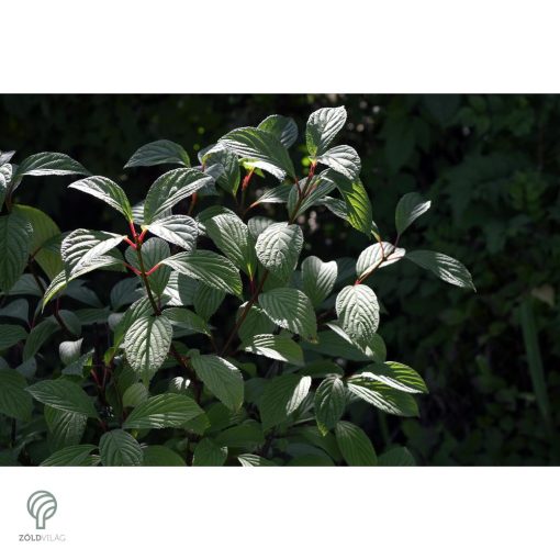 Kikeleti bangita virágzás