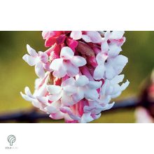 Kikeleti bangita virágzás