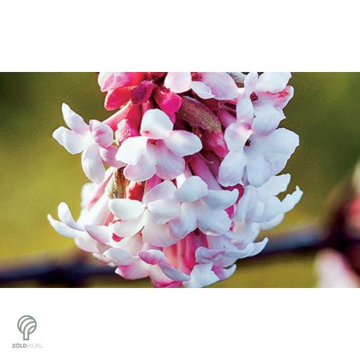 Kikeleti bangita virágzás