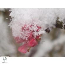 Kikeleti bangita virágzás