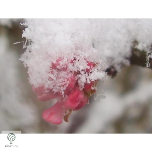 Kikeleti bangita virágzás