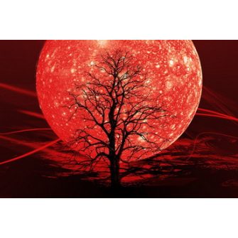 Klímaváltozást kiválóan viselő díszfáink