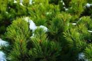 ° Északi, boreális díszkertek dísznövényei ° Északi, boreális díszkertek dísznövényei
